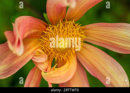 Nahaufnahme der orangen Dahlia pinnata im Sommergarten Stockfoto