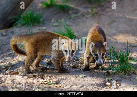 Zwei junge Weißnasen-Coatis, Nasua narica, Coatimundi Stockfoto