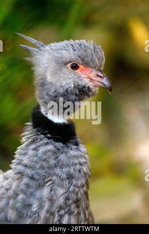 Porträtprofil des Southern Screamer, Chauna torquata Wildbird Stockfoto