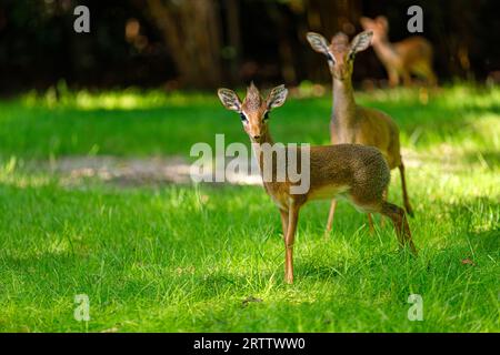 Pygmi Kirks Dik-Dik, Madoqua kirkii, kleine Antilopen auf den grünen Wiesen Stockfoto