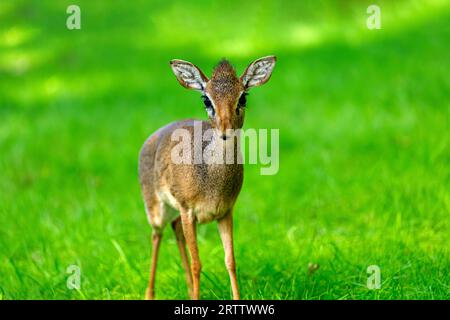 Pygmi Kirks Dik-Dik, Madoqua kirkii, kleine Antilope auf den grünen Wiesen Stockfoto