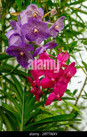 Vanda coerulea, blaue und rosa Orchideen, blaue vanda oder Herbstladys im Sommergarten Stockfoto