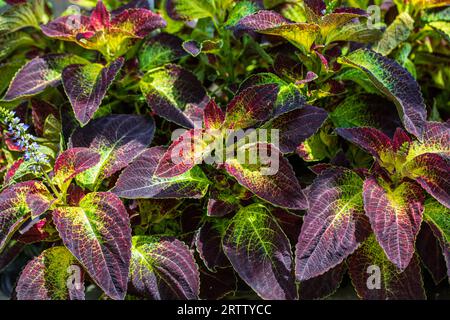 Solenostemon scutellarioides coleus ist eine Art blühender Pflanzen aus der Familie Lamiacea Stockfoto