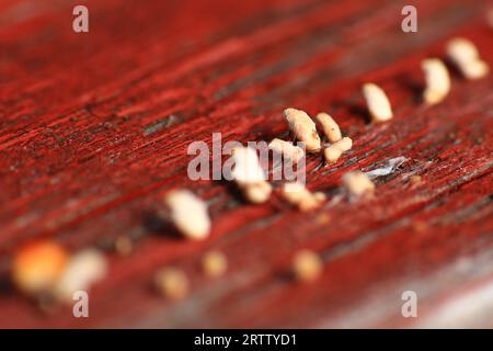 Extreme Nahaufnahme von kleinen Pilzen, die auf feuchtem Holz wachsen. Stockfoto