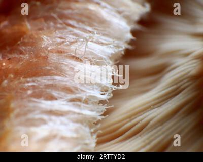Extreme Nahaufnahme der Unterseite der Wollmilkkappe (Lactarius torminosus). Stockfoto