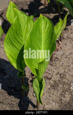 Blick auf Canna Lily Blätter im Sommergarten. Canna oder Canna Lily ist eine blühende Pflanze in der Familie der Cannaceae. Stockfoto