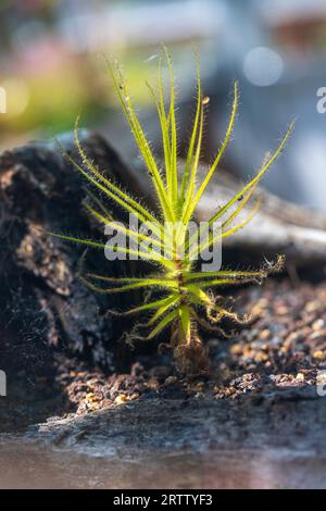 Nahaufnahme der drosera capensis-Pflanze, allgemein bekannt als cape Sundew. Makrofotografie lebendiger Natur. Stockfoto