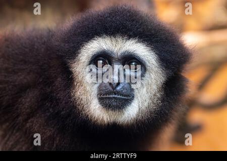 Porträt des braun-grauen adulten Gibbons Hylobatidae Stockfoto