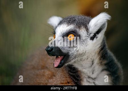 Porträt eines aduld-Ringschwanzlemur (Catta) auf grünem Hintergrund Stockfoto