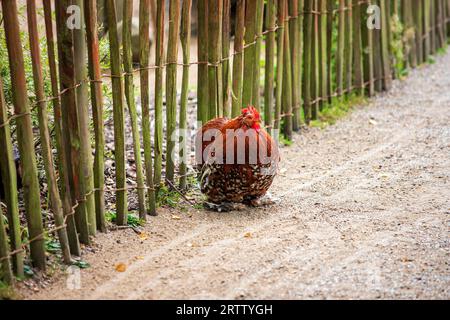 Ganzer Körper des rotbraunen hahns brahma Hahns auf dem Bauernhof Stockfoto