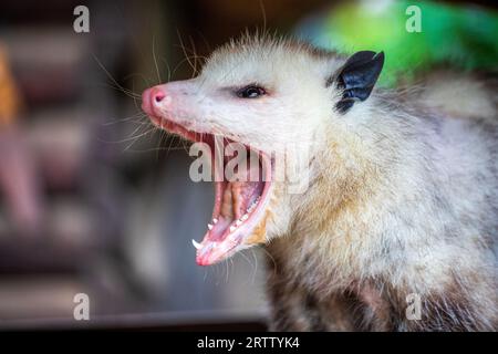 Porträt des gähnenden Erwachsenen Virginia opossum Stockfoto