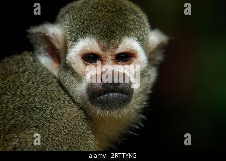 Porträt des Eichhörnchen-Affen, der Neuen Welt-Affen der Gattung Saimiri Stockfoto