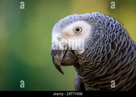 Porträt des Grauen Papageiens, Psittacus erithacus, bekannt als Kongo Graupapagei, Kongo Afrikanischer Graupapagei oder afrikanischer Graupapagei Stockfoto