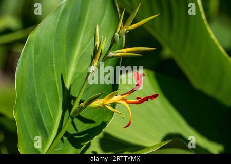 Canna indica, indischer Schuss, afrikanische Pfeilwurzel, essbare Canna, lila Pfeilwurzel, Sierra Leone Pfeilwurzel in Blüte Stockfoto