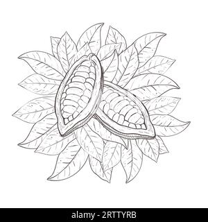 Vektor-Illustration Satz von Kakaoblättern, geöffnete ungeschälte Bohnen. Schwarze Umrandung des Blattkegeles, grafische Zeichnung. Für Postkarten, Design und Komposition Stock Vektor