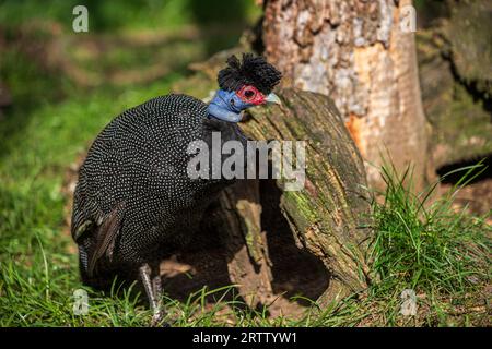 Guineafowl Guttera, wunderschöner exotischer Vogel mit Gefieder Stockfoto