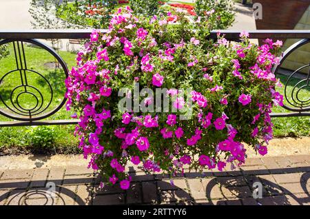 Petunia, lila Petunias im Topf. Üppig blühende bunte gemeine Garten-Petunien im Stadtpark. Familienname Solanaceae, wissenschaftlicher Name Petunia Stockfoto