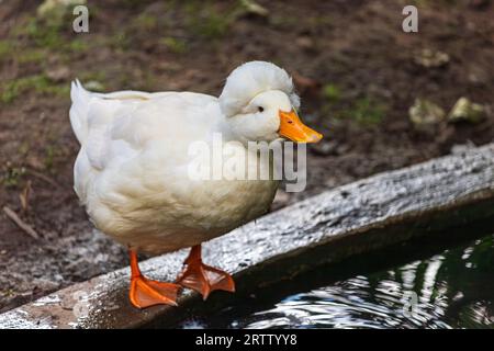 Ganzer Körper der weißen Entenrasse auf dem Bauernhof Stockfoto