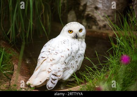 Der ganze Körper eines männlichen Schneekauzvogels im Wald Stockfoto