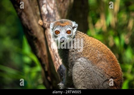 Porträt eines erwachsenen weiblichen gekrönten Lemurs, Eulemur coronatus Stockfoto