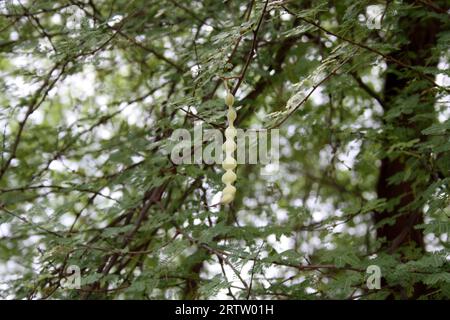 Unreife Samenkapseln auf Gummi arabischem Baum (Acacia nilotica) : (Pixel Sanjiv Shukla) Stockfoto