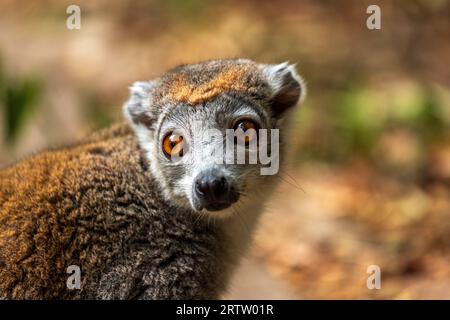 Porträt eines erwachsenen weiblichen gekrönten Lemurs, Eulemur coronatus Stockfoto