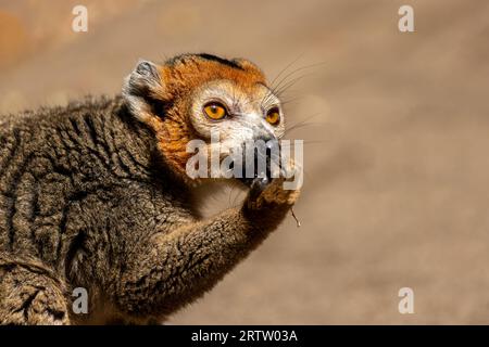 Nahaufnahme eines erwachsenen weiblichen gekrönten Lemurs Eulemur coronatus Stockfoto