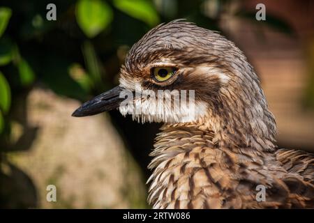 Porträt von geflecktem Dickknie, Burhinus capensis, geflecktem dikkop oder Kapdickknie Stockfoto