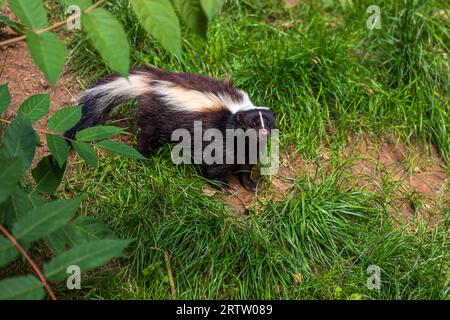 Gestreifter Skunk, Mephitis Mephitis, im Sommerwald Stockfoto