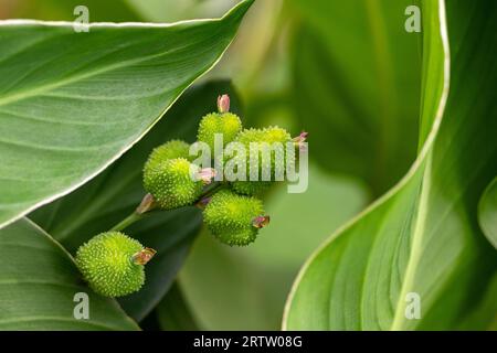 Nahaufnahme der grünen Canna indica edulis-Frucht im Sommergarten Stockfoto