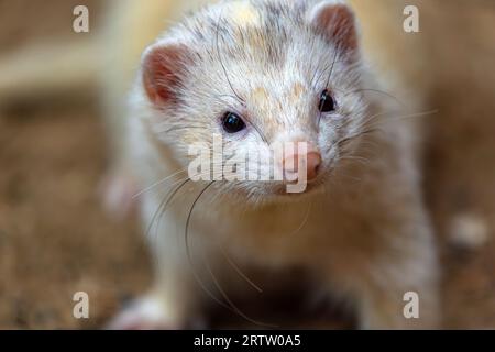 Porträt eines weiß-grau-beigen erwachsenen Ferrets, Mustela furo Stockfoto