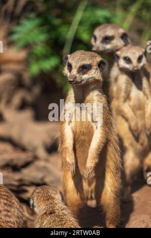 Ein Mob von stehenden erwachsenen Erdmännchen, Suricata suricatta oder suricate Stockfoto