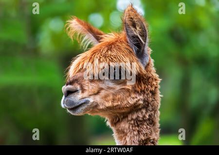 Porträt eines erwachsenen braunen Alpaca auf grünem Hintergrund Stockfoto