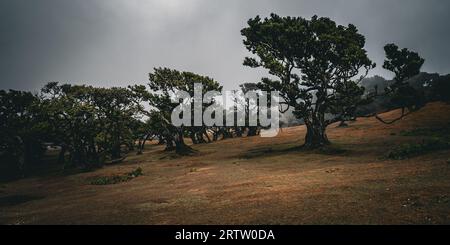 Malerischer Blick auf dichten Nebel, der den Berg hinauf kriecht und sich zwischen den Lorbeerbäumen im Fanal-Wald auf Madeira, Portugal, ausbreitet Stockfoto