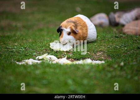 Blick auf weiß-schwarz-braune Hausschweinchen (Cavia porcellus) im Garten Stockfoto