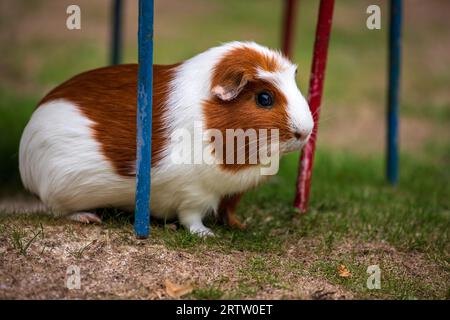 Blick auf das weiß-braune HausMeerschweinchen (Cavia porcellus) im Garten Stockfoto