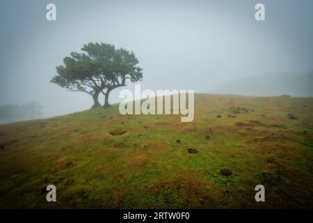 Malerischer Blick auf einen einsamen, stehenden Lorbeerbaum auf einer Ebene im Fanal Forest auf Madeira, Portugal, umgeben von dichtem Nebel, der den Berg hinauf kriecht Stockfoto