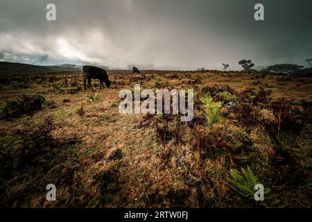 Blick auf Kühe, die in den dichten Ebenen des Fanal-Waldes auf Madeira, Portugal, weiden, mit dramatischen Wolken, die im Hintergrund den Berg hinauf kriechen Stockfoto