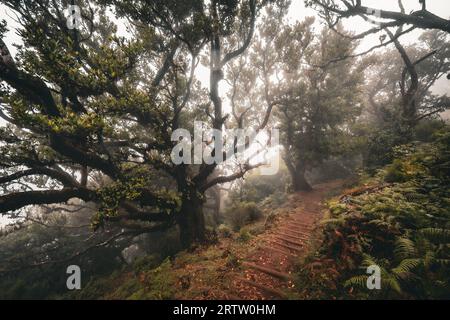 Malerischer Blick auf einen Pfad durch den Fanal-Wald auf Madeira, Portugal, mit gruseligen, bewachsenen Lorbeerbäumen, wie eine Szene aus einem gruseligen Horrorfilm Stockfoto