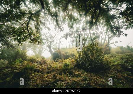 Malerischer Blick auf Lorbeerbäume, die mit Moos und Farnen bewachsen sind, im Fanal-Wald auf Madeira, Portugal, wie eine Szene aus einem nebeligen, gruseligen Horrorfilm Stockfoto