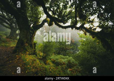 Malerischer Blick auf einen Lorbeerbaum, der mit Moos und Farnen bewachsen ist, im Fanal-Wald auf Madeira, Portugal, wie aus einer Szene in einem nebeligen, gruseligen Horrorfilm Stockfoto