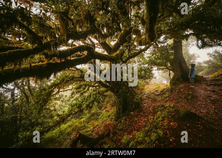 Blick auf ein Kind, das unter einem gruseligen, bewachsenen Lorbeerbaum im Fanal-Wald auf Madeira, Portugal, steht, eine Szene wie aus einem gruseligen Horrorfilm Stockfoto