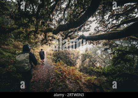 Malerischer Blick auf Wanderer, die auf einem Wanderweg durch den Fanal-Wald auf Madeira, Portugal, mit unheimlichen, bewachsenen Lorbeerbäumen an einem nebeligen und regnerischen Tag wandern Stockfoto