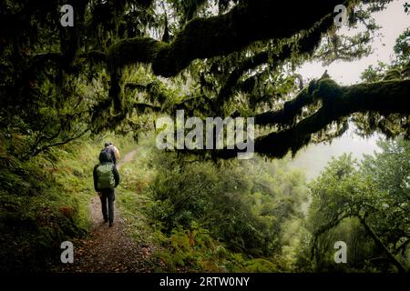 Malerischer Blick auf Wanderer, die auf einem Wanderweg durch den Fanal-Wald auf Madeira, Portugal, mit unheimlichen, bewachsenen Lorbeerbäumen an einem nebeligen und regnerischen Tag wandern Stockfoto