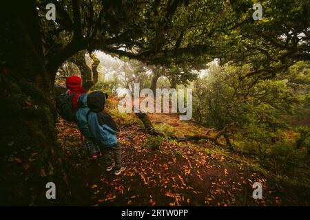 Blick auf eine Familie, die unter einem gruseligen, bewachsenen Lorbeerbaum im Fanal-Wald auf Madeira, Portugal, steht, eine Szene wie aus einem gruseligen Horrorfilm Stockfoto