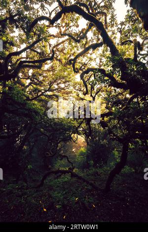 Unheimliche Sicht auf die moosbedeckten Äste eines Lorbeerbaums im mystischen und gruseligen Fanal-Wald auf Madeira, Portugal, wie eine Szene in einem Horrorfilm Stockfoto