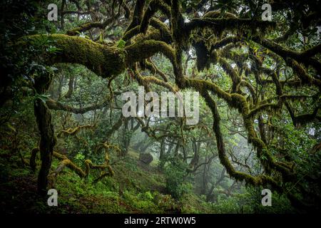 Unheimliche Sicht auf die moosbedeckten Äste eines Lorbeerbaums im mystischen und gruseligen Fanal-Wald auf Madeira, Portugal, wie eine Szene in einem Horrorfilm Stockfoto