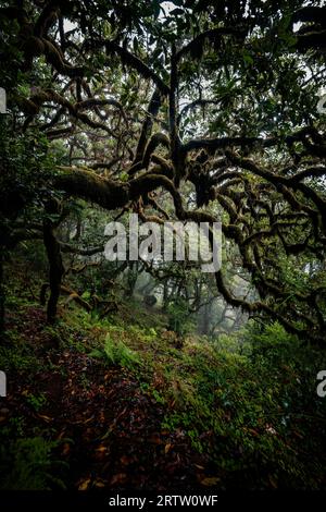 Unheimliche Sicht auf die moosbedeckten Äste eines Lorbeerbaums im mystischen und gruseligen Fanal-Wald auf Madeira, Portugal, wie eine Szene in einem Horrorfilm Stockfoto