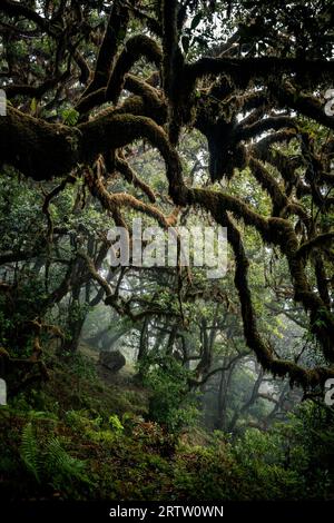 Unheimliche Sicht auf die moosbedeckten Äste eines Lorbeerbaums im mystischen und gruseligen Fanal-Wald auf Madeira, Portugal, wie eine Szene in einem Horrorfilm Stockfoto