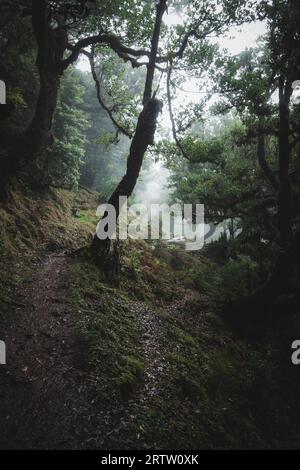 Malerischer Blick auf einen Pfad durch den Fanal-Wald auf Madeira, Portugal, mit gruseligen, bewachsenen Lorbeerbäumen, wie eine Szene aus einem gruseligen Horrorfilm Stockfoto